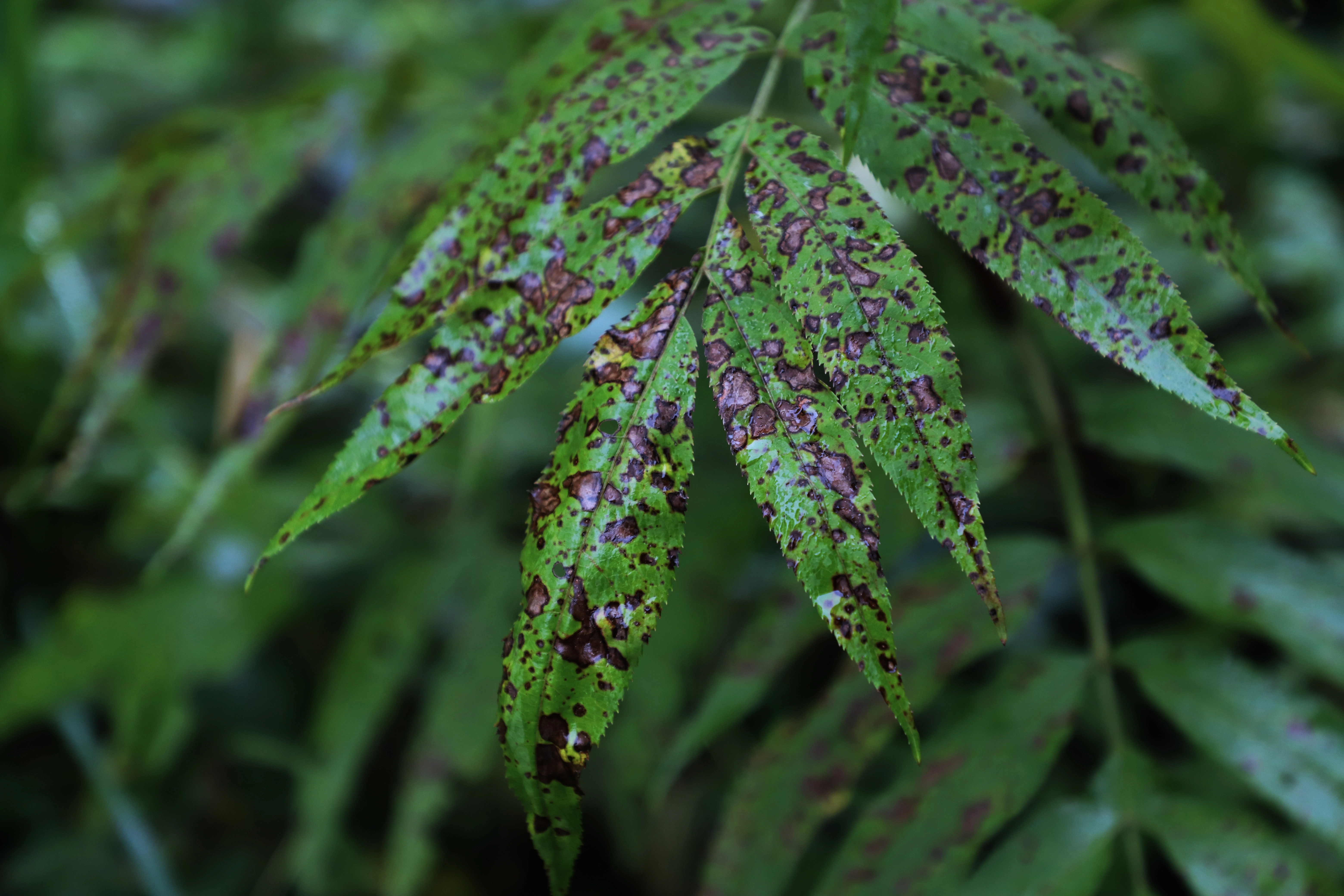 Leaf