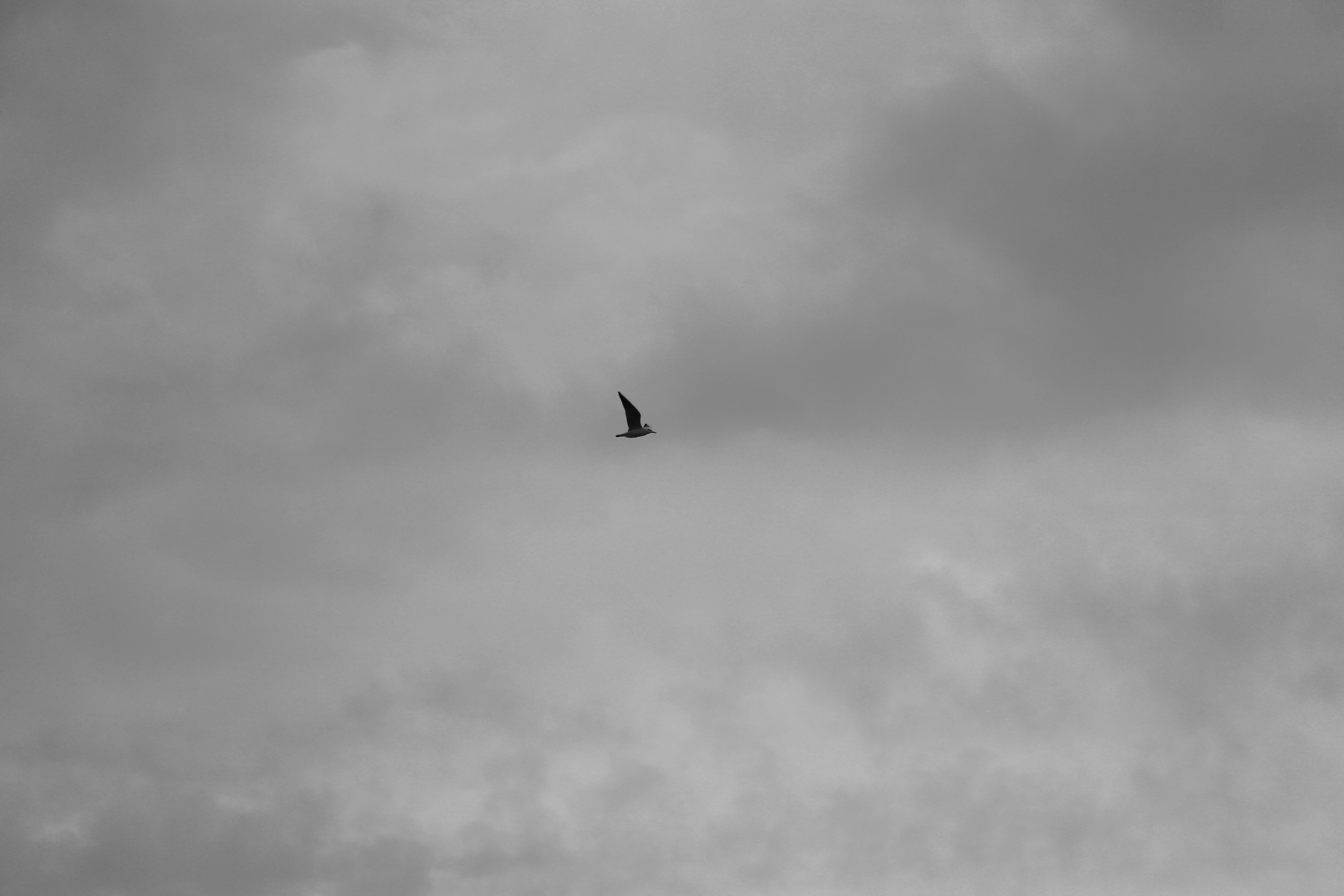 Fly away